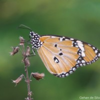 Danaus chrysippus Linnaeus, 1758